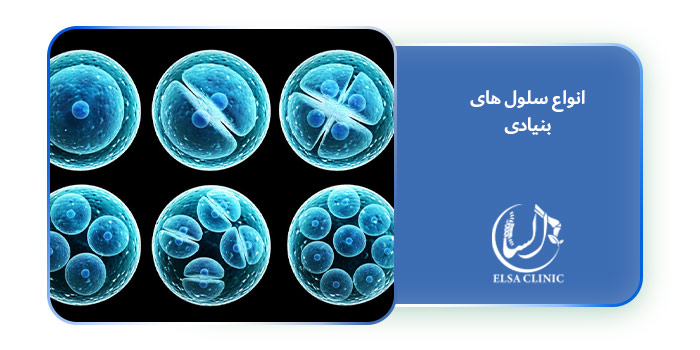 انواع سلول های بنیادی